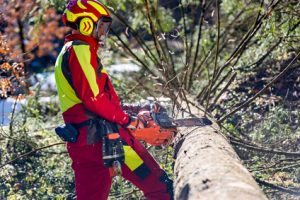 Professionnel ébranchant un arbre tombé avec une tronçonneuse