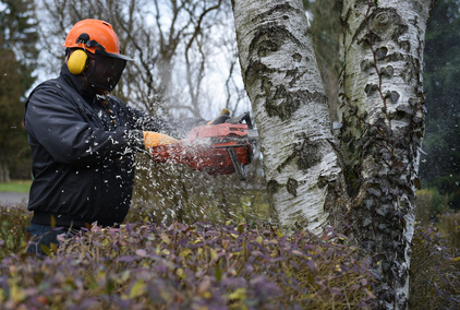 Professionnel coupant un arbre de moyenne section