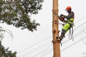 Professionnel élaguant un arbre