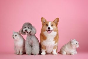 Annonces animaux ParuVendu